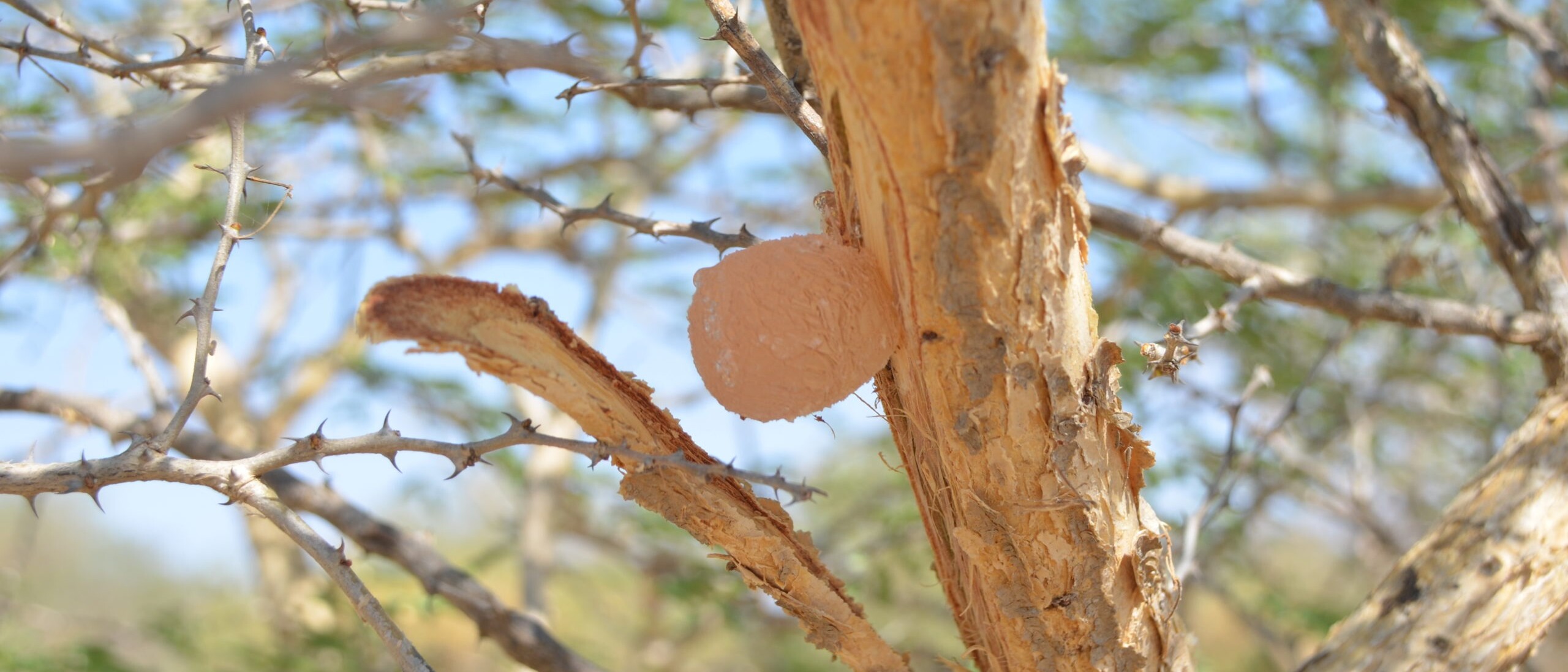 Acacia Gum credit Alland_Robert