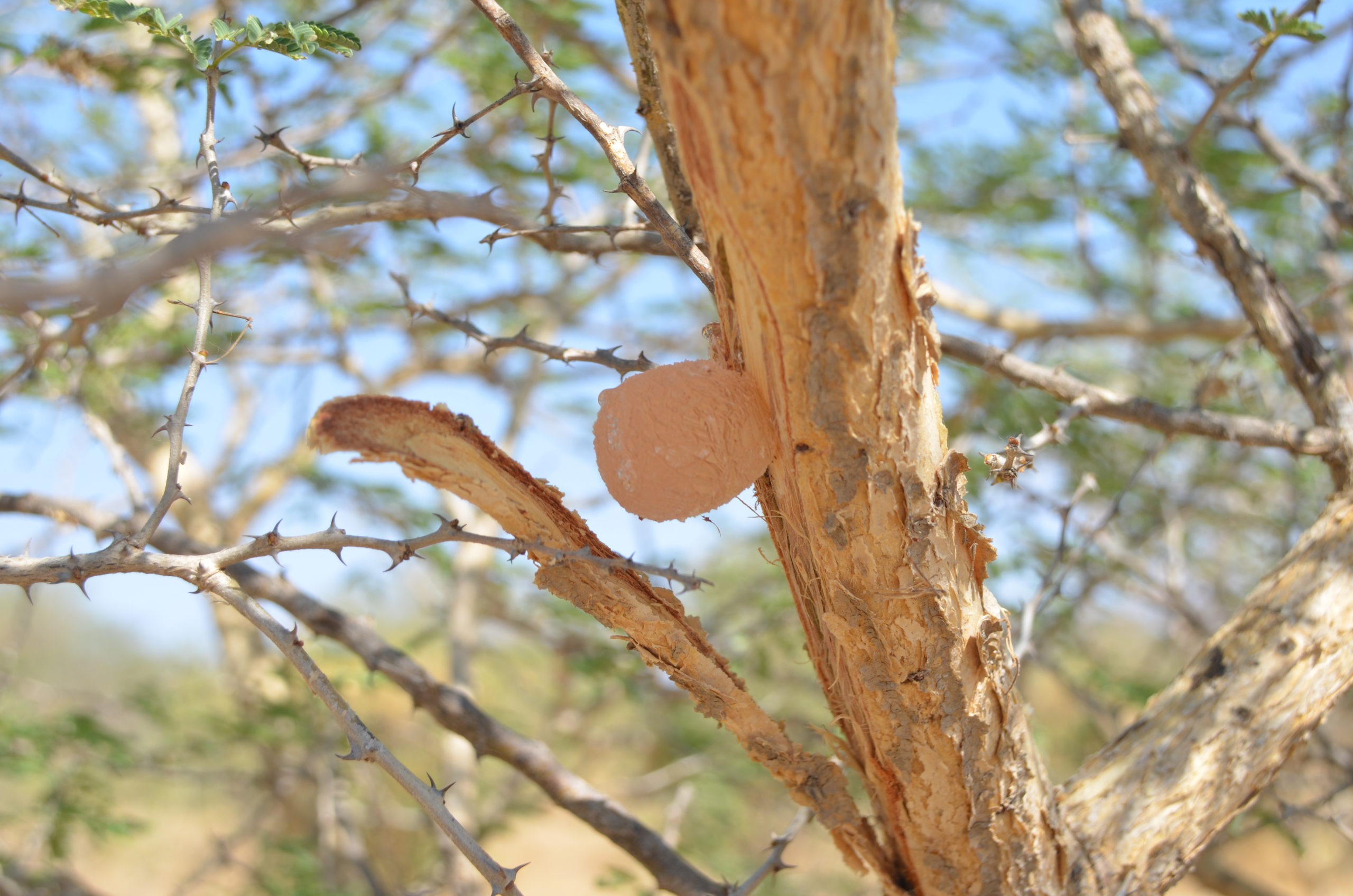 Acacia Gum credit Alland_Robert