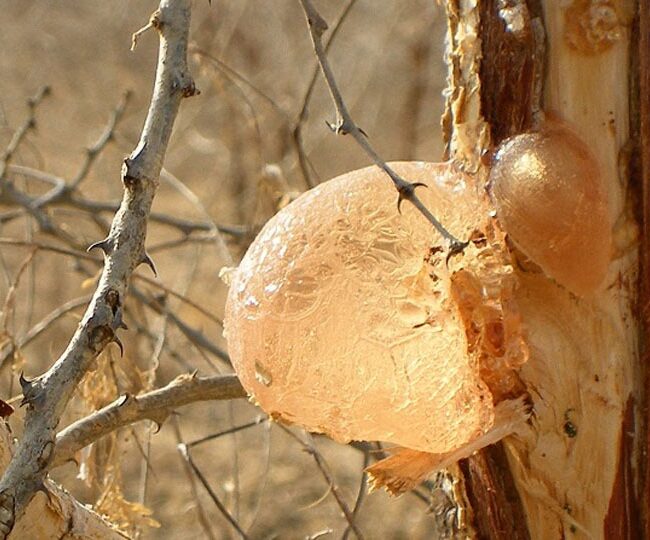 Acacia Gum Acacia Gum