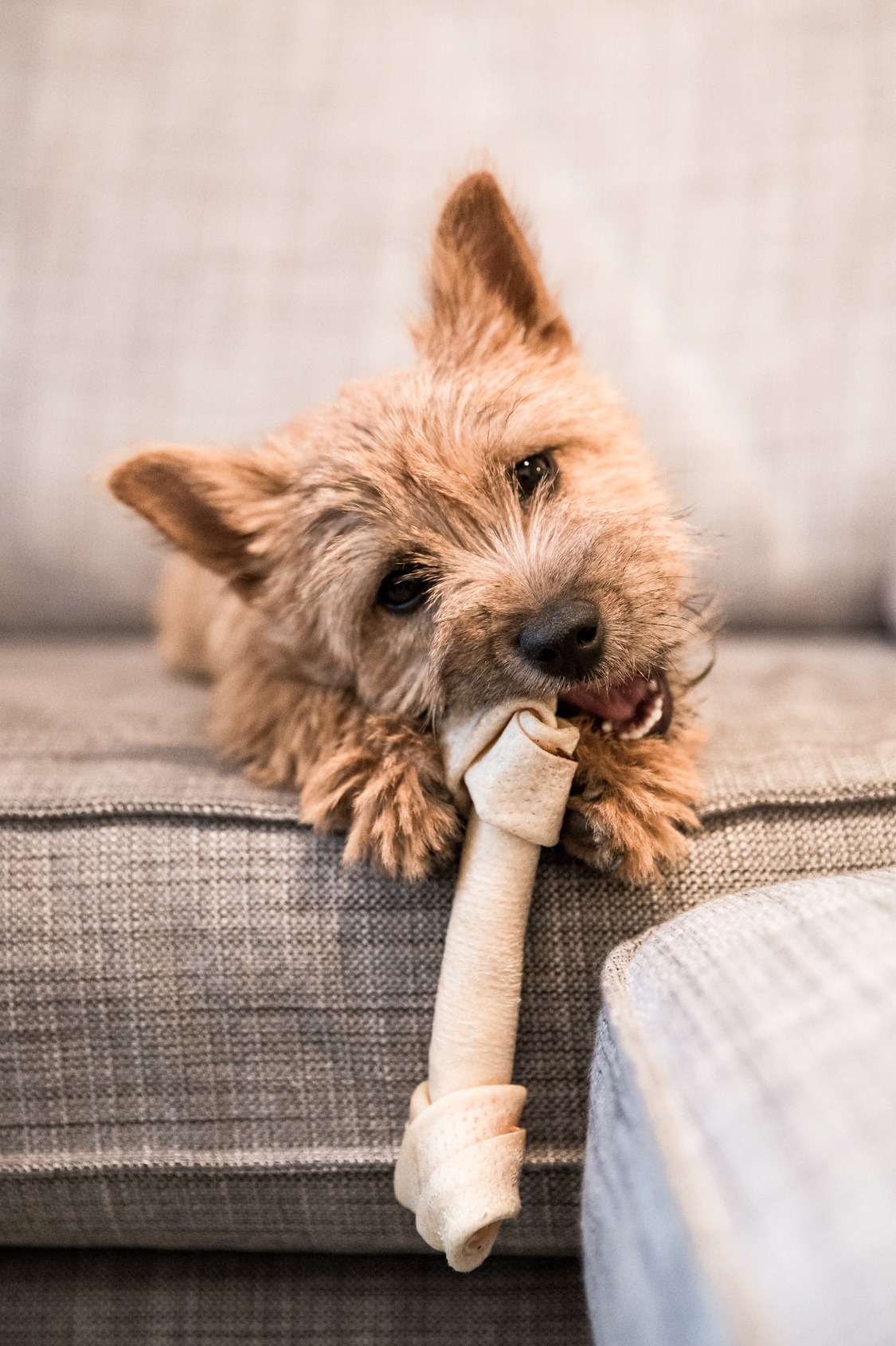 Puppy with a bone