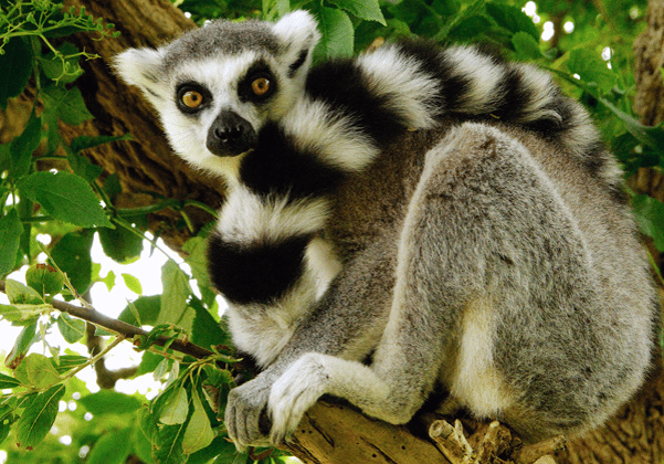 Lemur at zoo