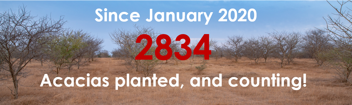 2834 acacias planted