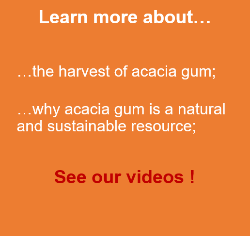 acacia gum harvest videos