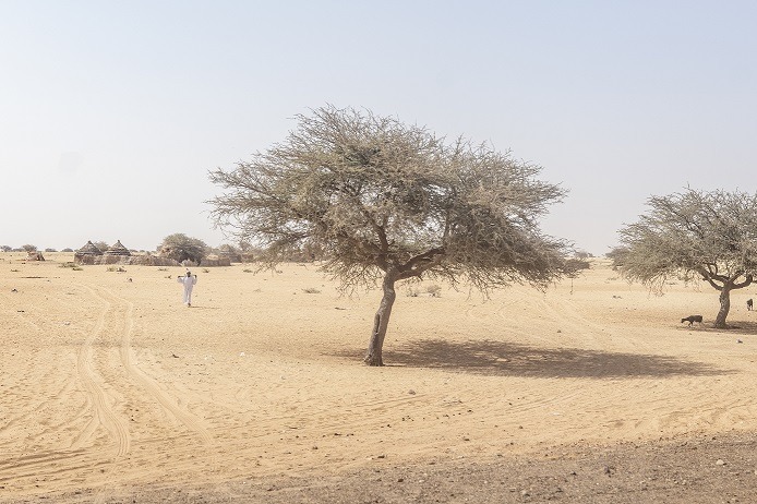 210323-SOUDAN-GommeArabique-1626